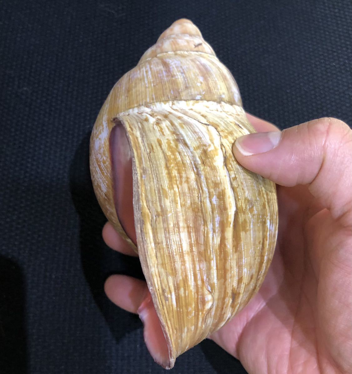 貝標本 特大 アフリカマイマイ（クチムラサキマイマイ / achatina