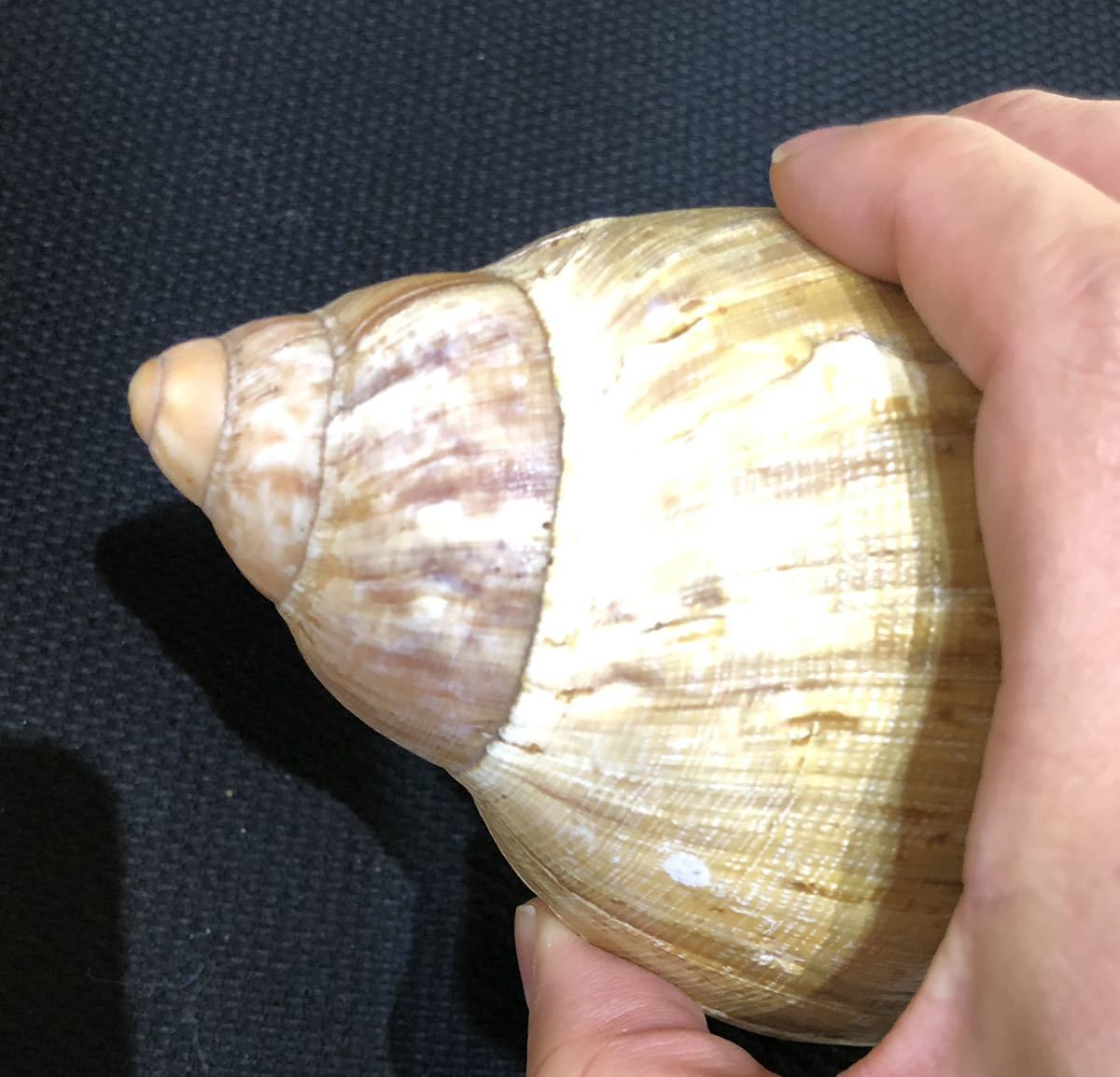 貝標本 特大 アフリカマイマイ（クチムラサキマイマイ / achatina