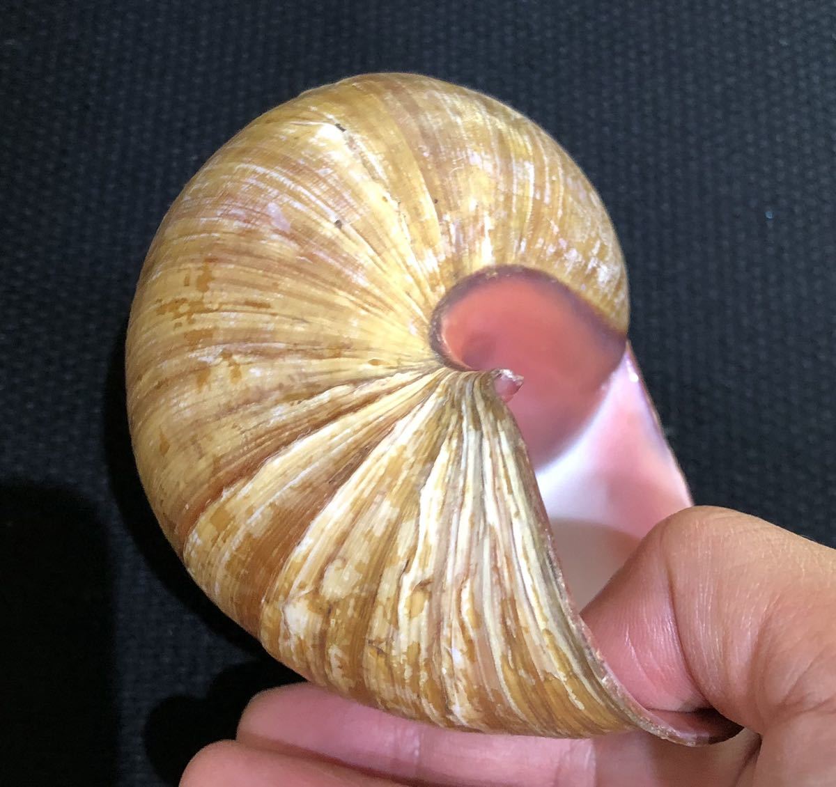 貝標本 特大 アフリカマイマイ（クチムラサキマイマイ / achatina