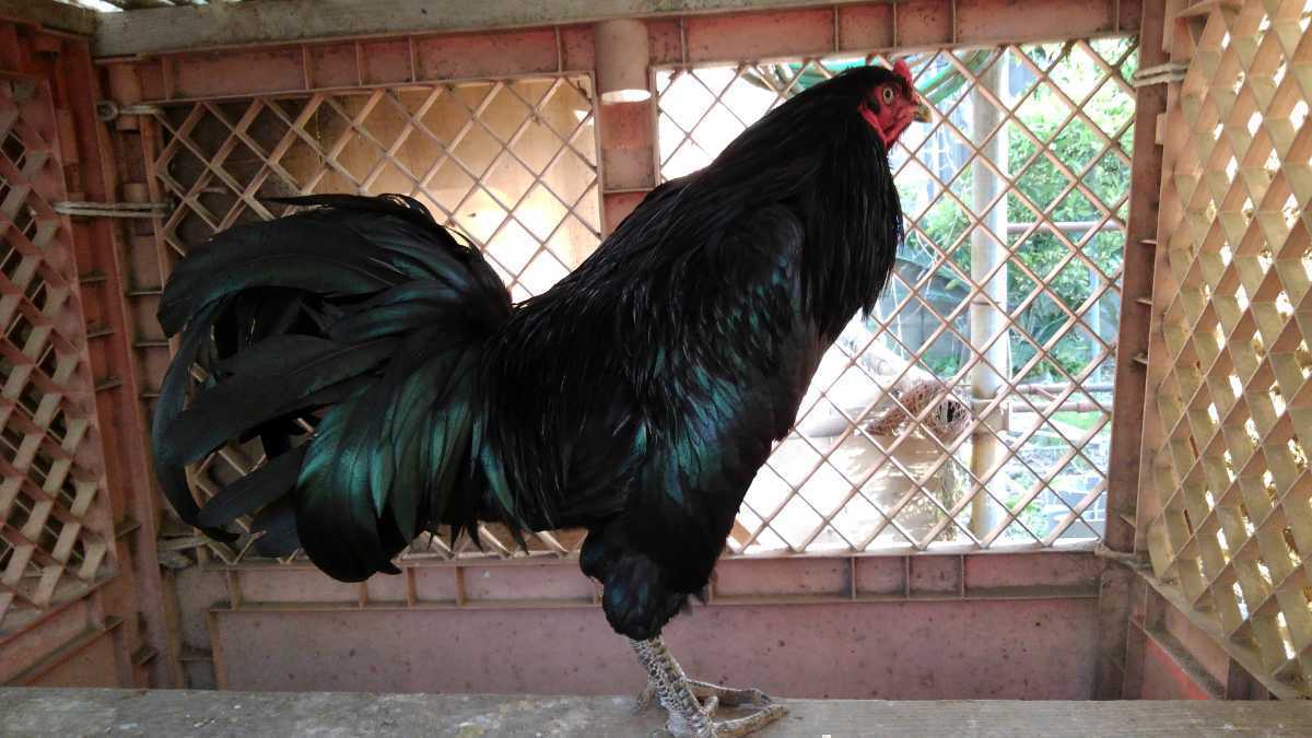 天然記念物薩摩鶏 総黒種卵 別名 まぼろしの鶏総黒 5個 価値ある 種 飼育数激減 卵 売買されたオークション情報 Yahooの商品情報をアーカイブ公開 オークファン Aucfan Com