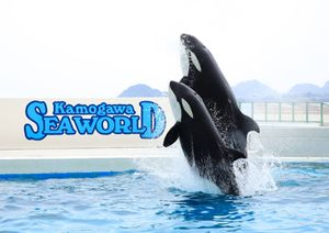 経典 鴨川シーワールド チケット 4枚 水族館 Www Carvedrecords Com