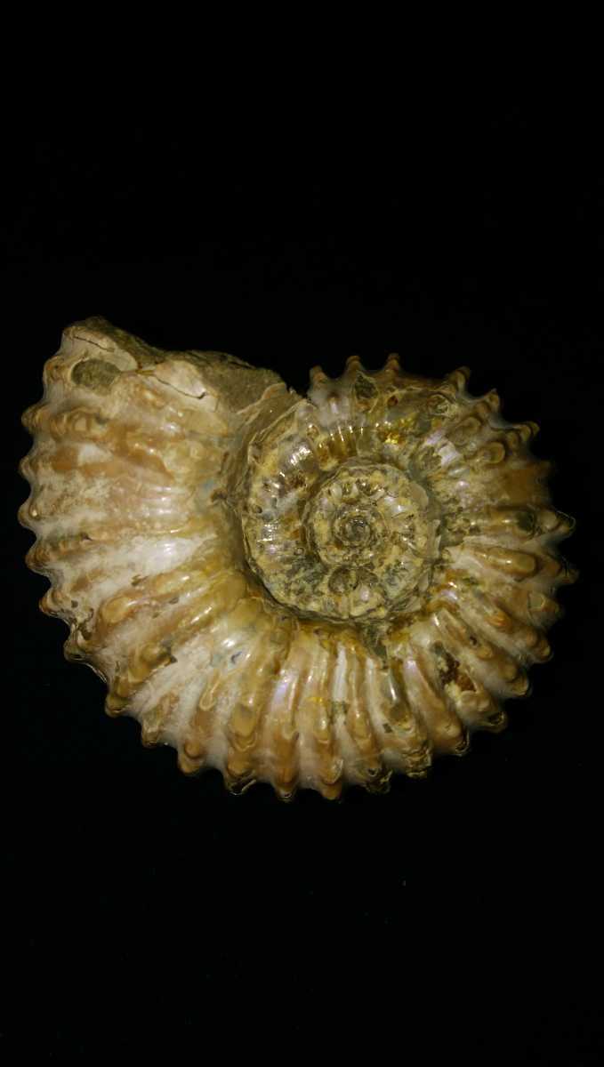 マダガスカル産 アンモナイト 化石 鉱物標本 販売商品】 本日ご紹介するのは、マダガスカル産の「アンモナイト