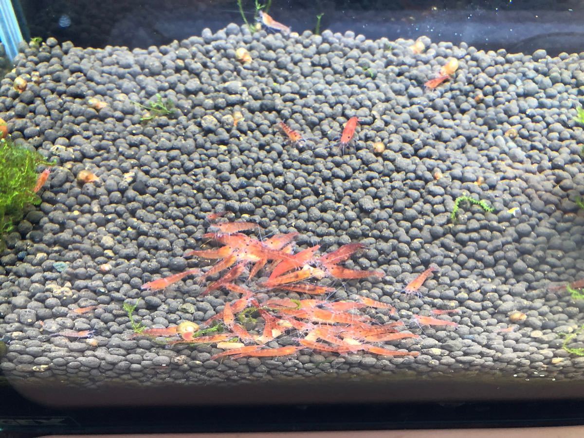 限定版 赤いミナミヌマエビ 赤黒 稚エビ 匹 A 水草 繁殖ビオトープ 1 Www iwearparts Com