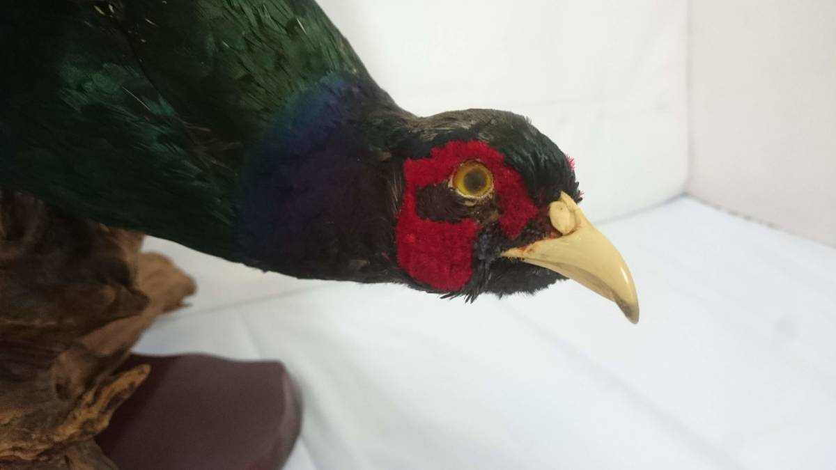 剥製のキジ 約30cm