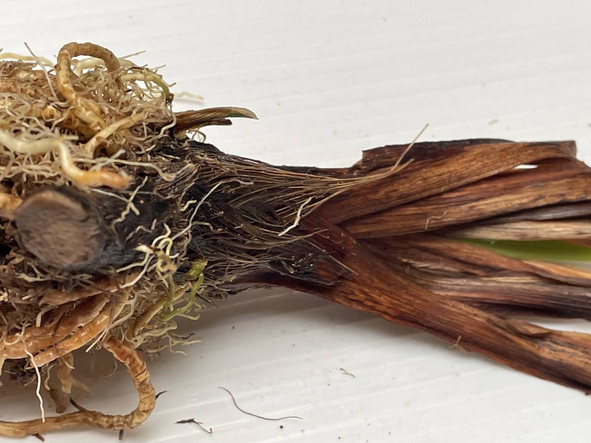 希少種キリガミネヒオウギアヤメ1株