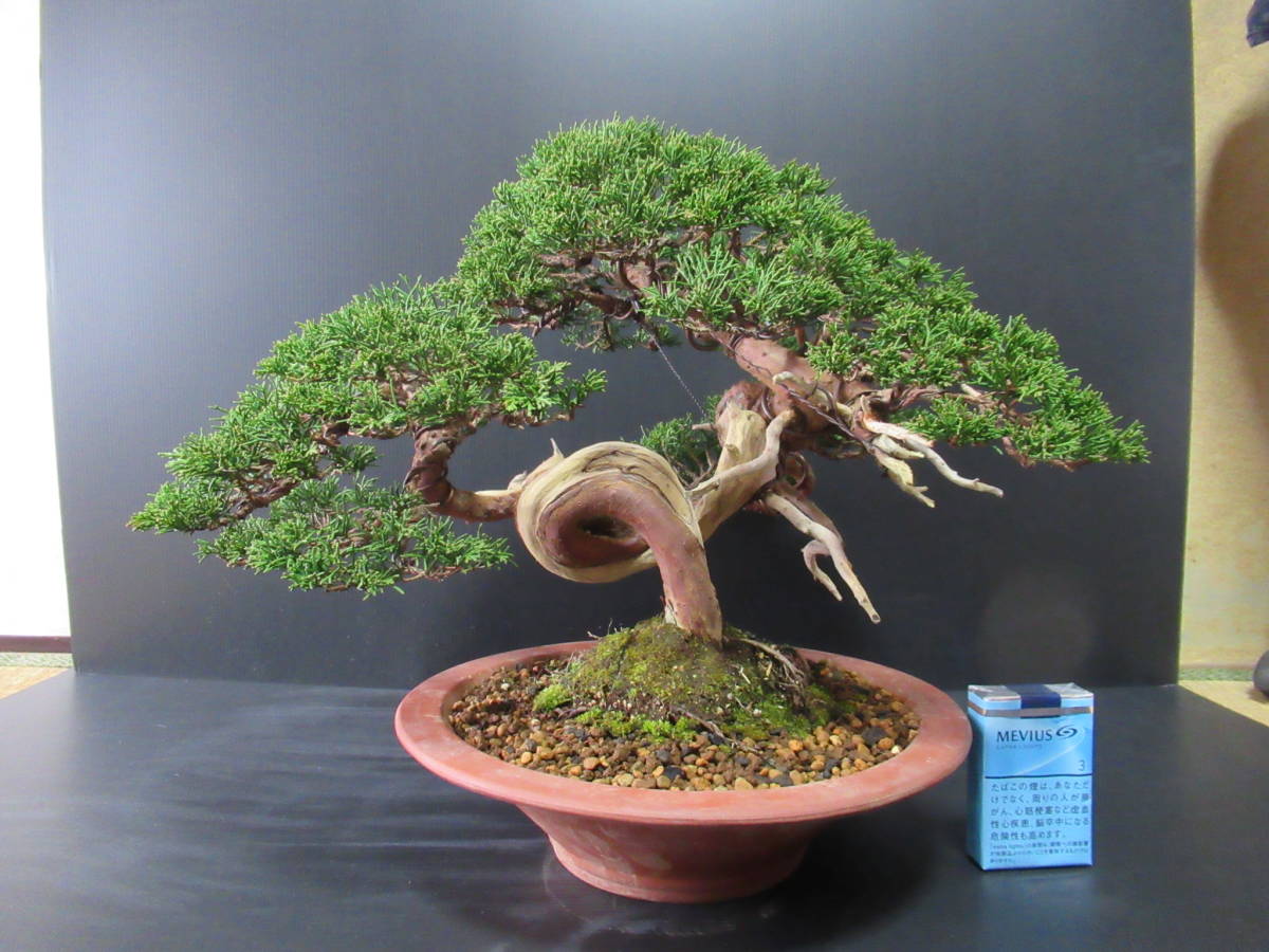 貴風盆栽　☆　真柏　☆　樹高　約30ｃｍ_1