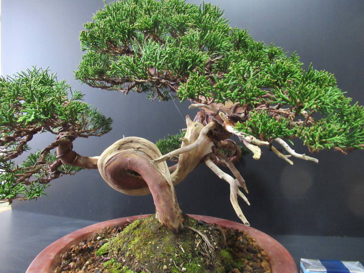 貴風盆栽　☆　真柏　☆　樹高　約30ｃｍ_2