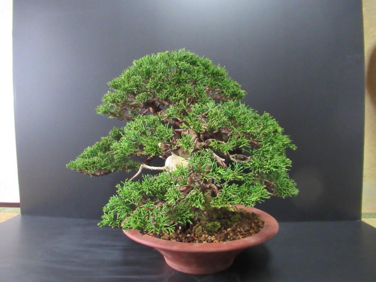 貴風盆栽　☆　真柏　☆　樹高　約30ｃｍ_3