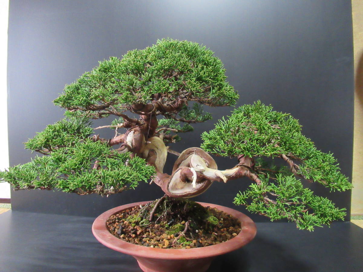 貴風盆栽　☆　真柏　☆　樹高　約30ｃｍ_4