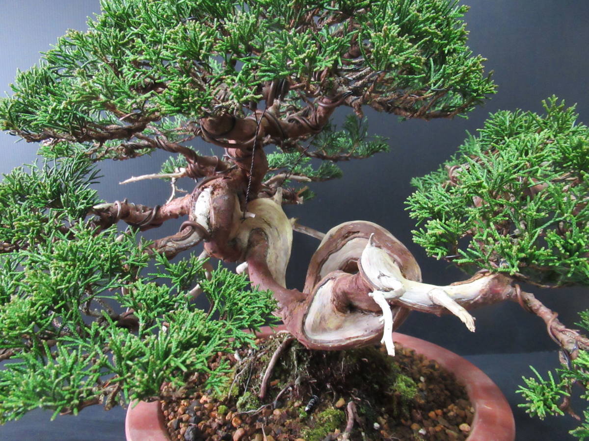 貴風盆栽　☆　真柏　☆　樹高　約30ｃｍ_5