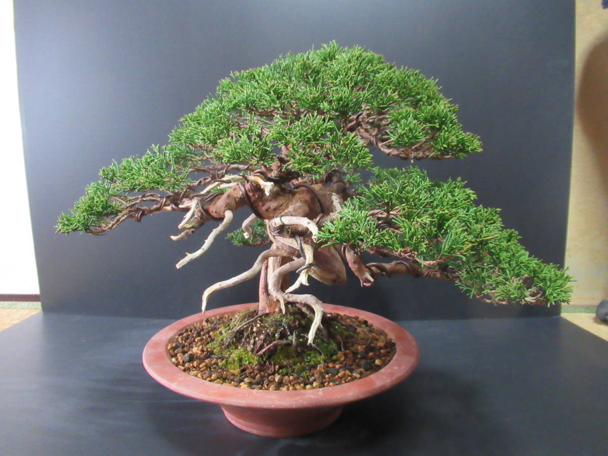 貴風盆栽　☆　真柏　☆　樹高　約30ｃｍ_6