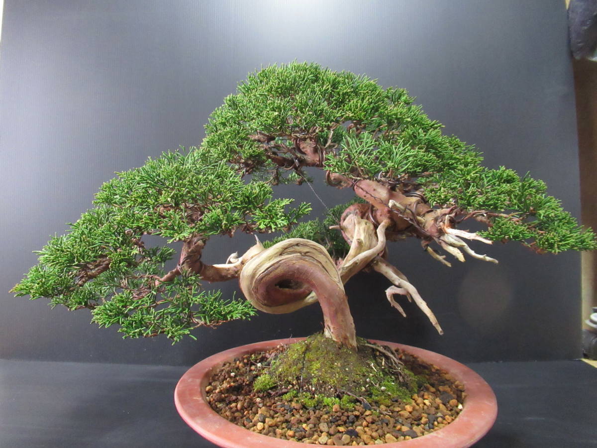 貴風盆栽　☆　真柏　☆　樹高　約30ｃｍ_7