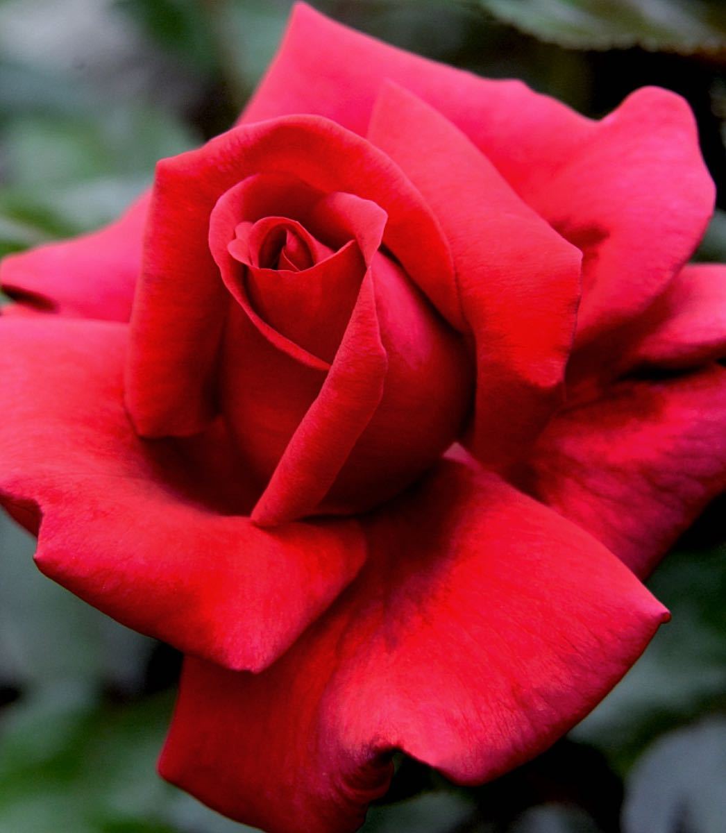 Rose Collection イギリス薔薇 大輪 強香 四季咲き Lasting Love 薔薇苗 バラ 売買されたオークション情報 Yahooの商品情報をアーカイブ公開 オークファン Aucfan Com