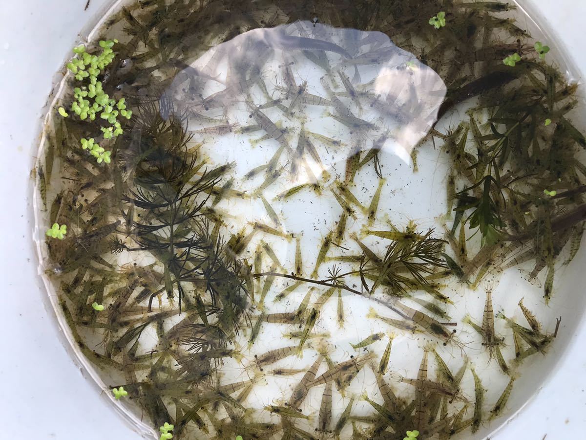 小魚 ミナミヌマエビ スジエビ 100匹 A サイズいろいろ 飼育用餌用 川エビ 生体 釣り餌2 魚餌 甲殻類 売買されたオークション情報 Yahooの商品情報をアーカイブ公開 オークファン Aucfan Com
