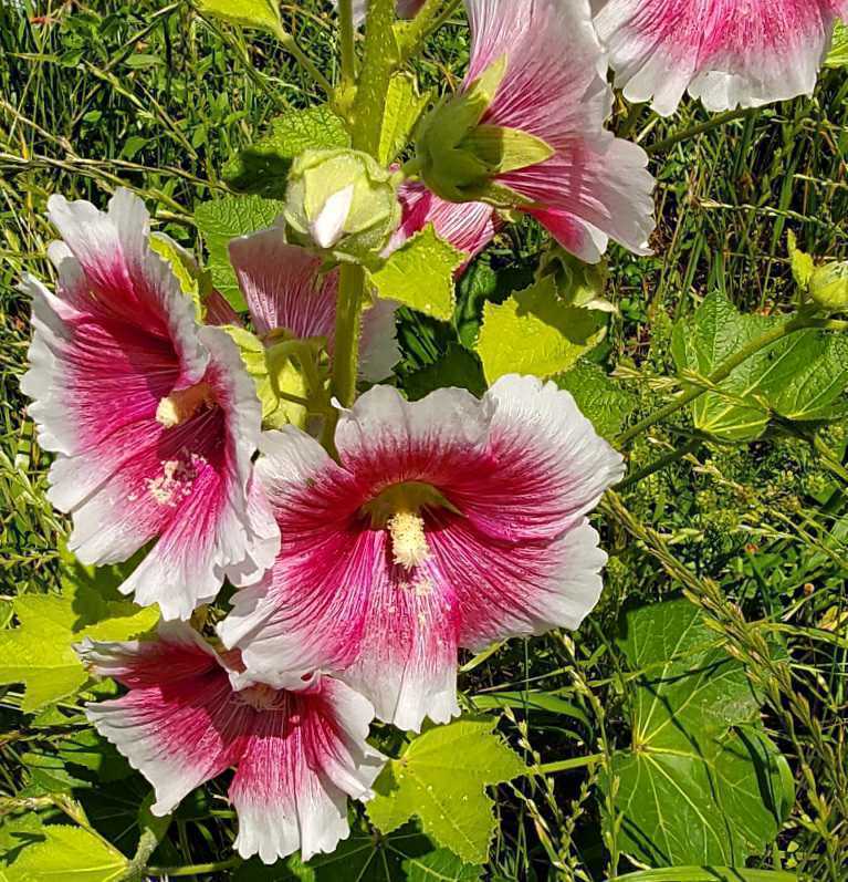 タチアオイ ホリホック 八重 種 50粒 深紅 ストア