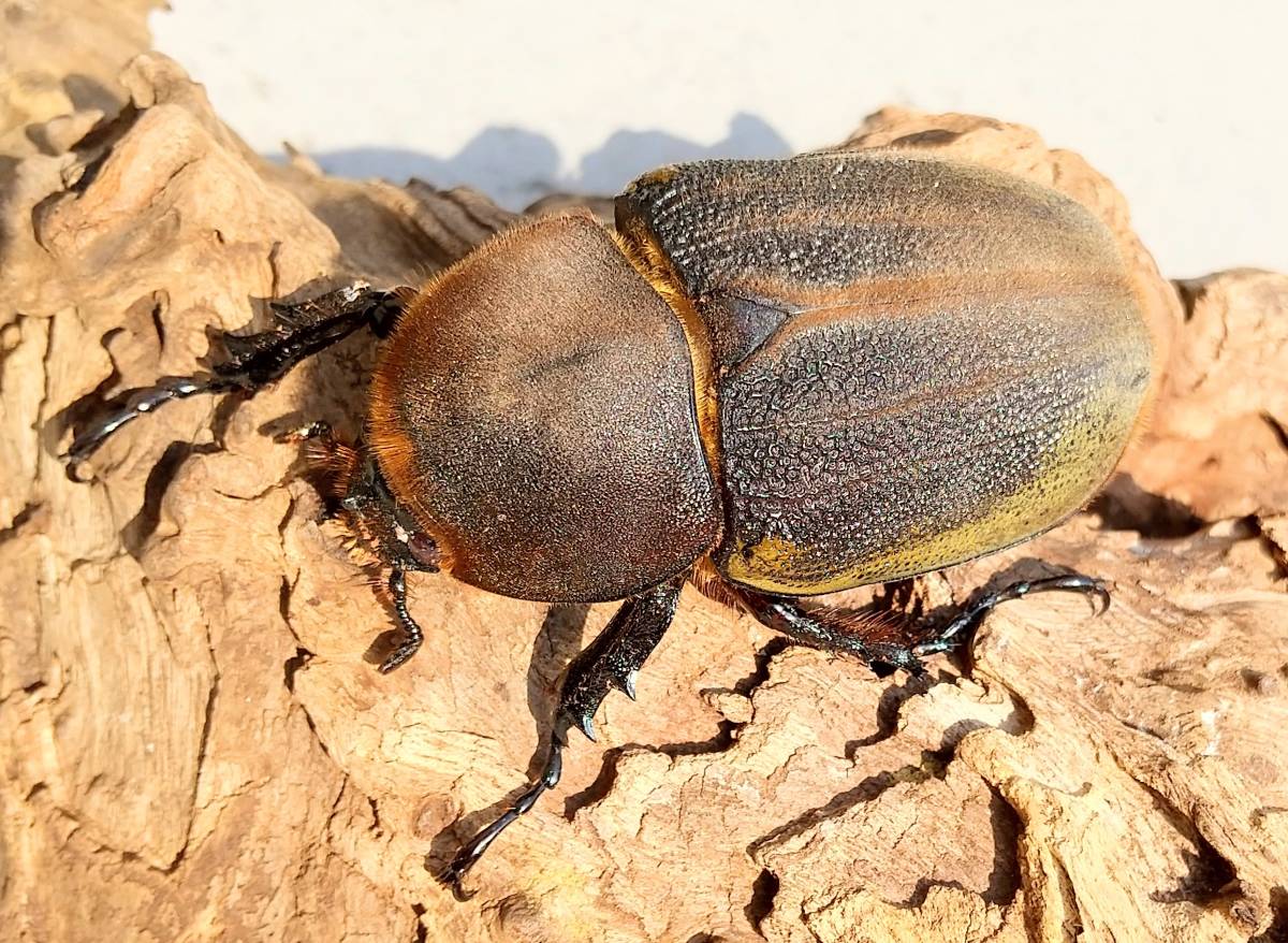 ヘラクレスオオカブト オスメスペア 優良血統 カブトムシ オスメスセット メスの 外国産 売買されたオークション情報 Yahooの商品情報をアーカイブ公開 オークファン Aucfan Com