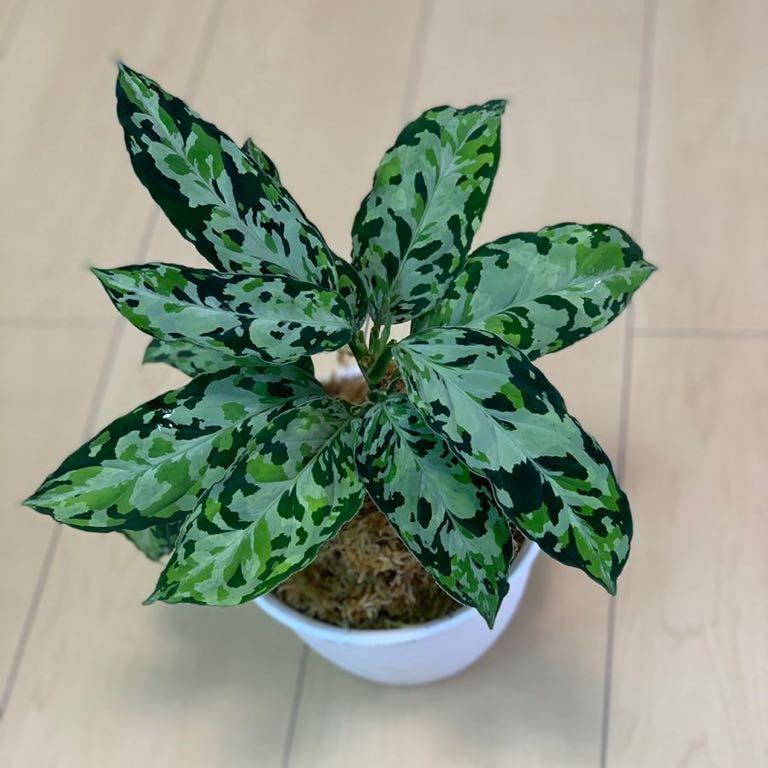 極美！葉2枚＋ドリル】◇ラプラス「箱」◇Aglaonema pictum”Laplace”UC 