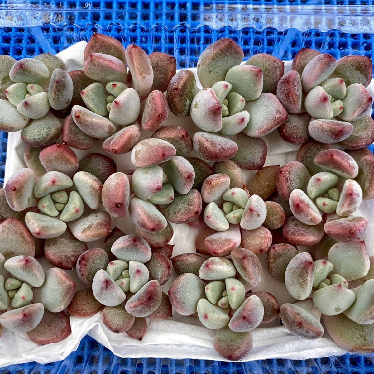 42【画像の苗全部】【カット苗】オレンジシャーベット エケベリア 
