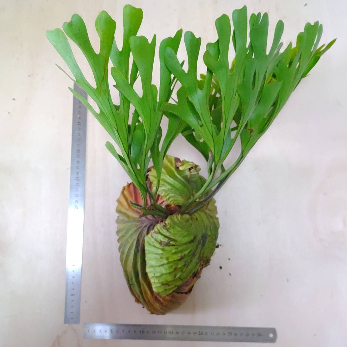 3 １円スタート 麋角羊歯 Platycerium Ridleyi Wild プラティケリウム リドレイ 観葉植物 コウモリラン ビカクシダ ビカクシダ コウモリラン 売買されたオークション情報 Yahooの商品情報をアーカイブ公開 オークファン Aucfan Com