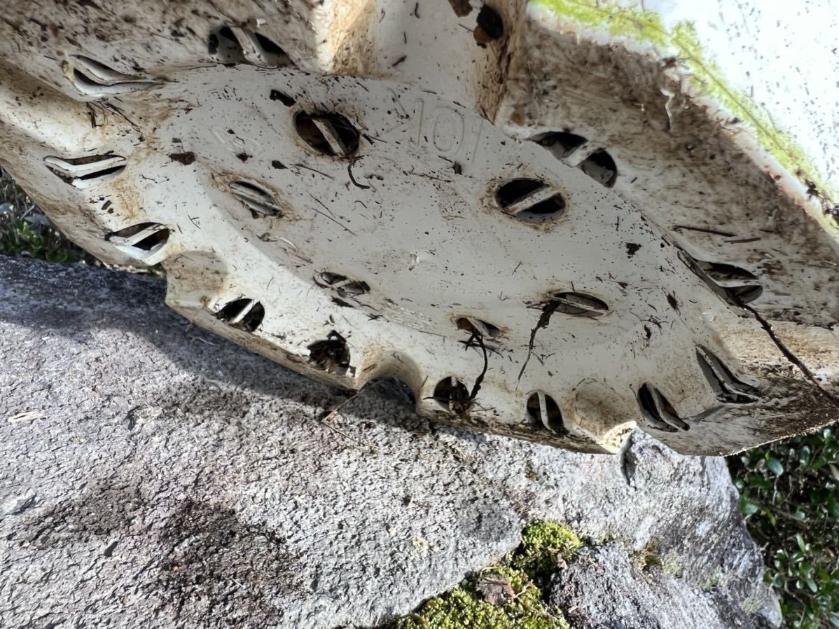 新葉 太 ディクソニア アンタルクティカ Dicksonia antarctica 