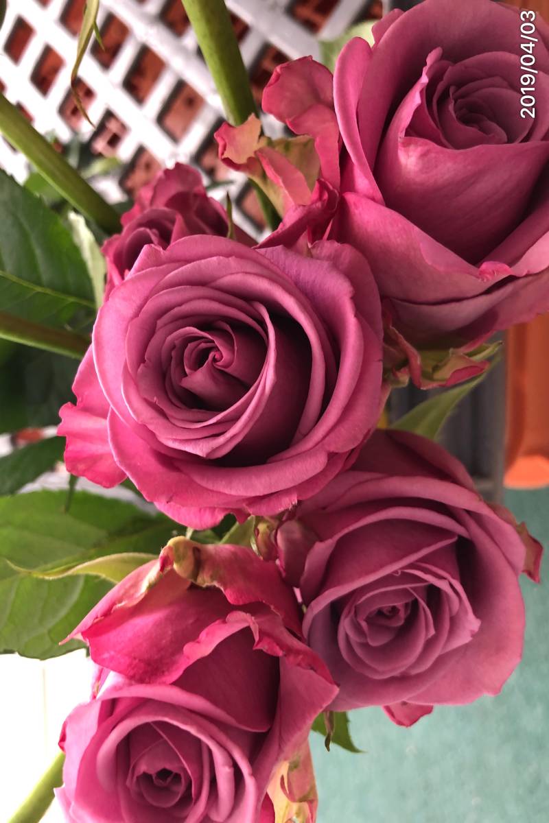 切り花品種 クールウォーター フルーティ微香 紫系 四季咲き大輪 挿し木苗 バラ 売買されたオークション情報 Yahooの商品情報をアーカイブ公開 オークファン Aucfan Com