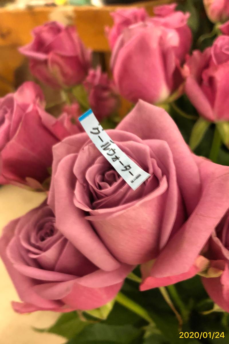 切り花品種 クールウォーター フルーティ微香 紫系 四季咲き大輪 挿し木苗 バラ 売買されたオークション情報 Yahooの商品情報をアーカイブ公開 オークファン Aucfan Com