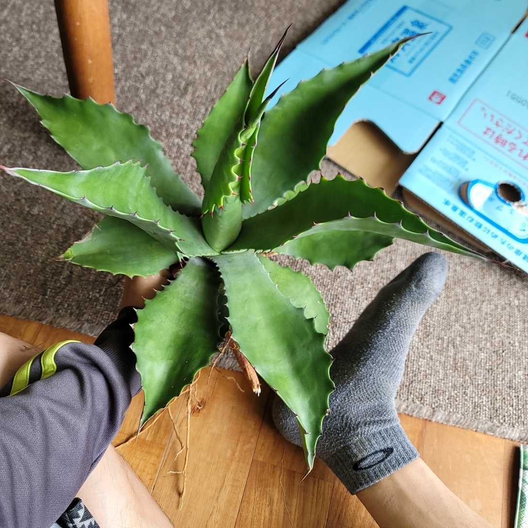 専用ページ アガベ ベルビル 【公式通販】