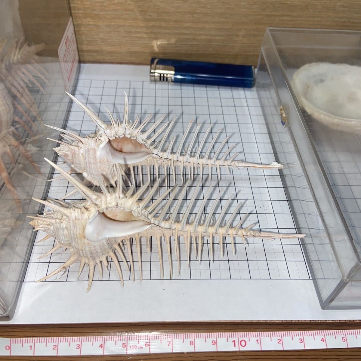 貝標本 約14cm アッキガイ アクキガイ ホネガイ 貝殻 科学 自然 売買されたオークション情報 Yahooの商品情報をアーカイブ公開 オークファン Aucfan Com