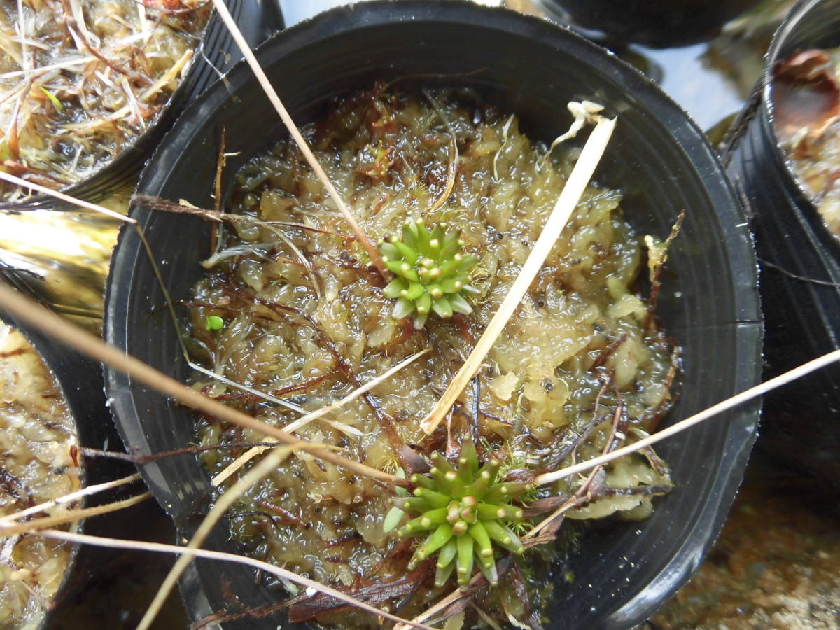 食虫植物 ドロセラ イトバモウセンゴケの交配種 観葉植物 売買されたオークション情報 Yahooの商品情報をアーカイブ公開 オークファン Aucfan Com 食虫植物 ドロセラ イトバモウセンゴケの交配種 観葉植物 売買されたオークション情報 Yahooの商品情報をアーカイブ公開 オークファン Aucfan Com