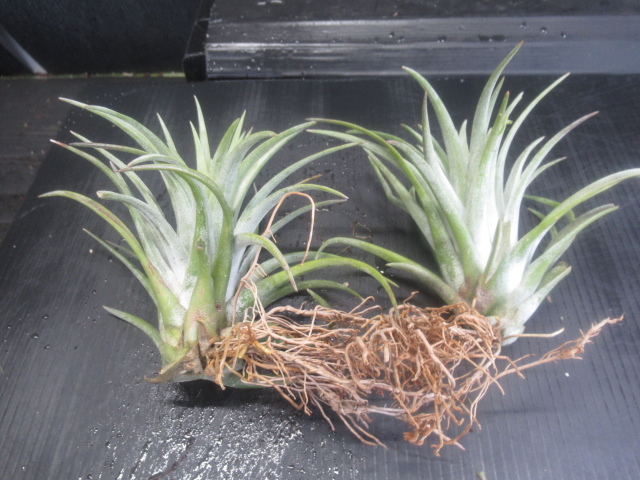 人気，限定SALE ＫＮ ティランジア チアペンシス ｘ ミトラエンシス Tillandsia hybrid CHIAPENSIS X MITLAENSIS ２株出品 0.8Ｍ以下(アナナス)｜売買されたオークション情報、yahooの商品情報をアーカイブ公開 - オークフ アナナス