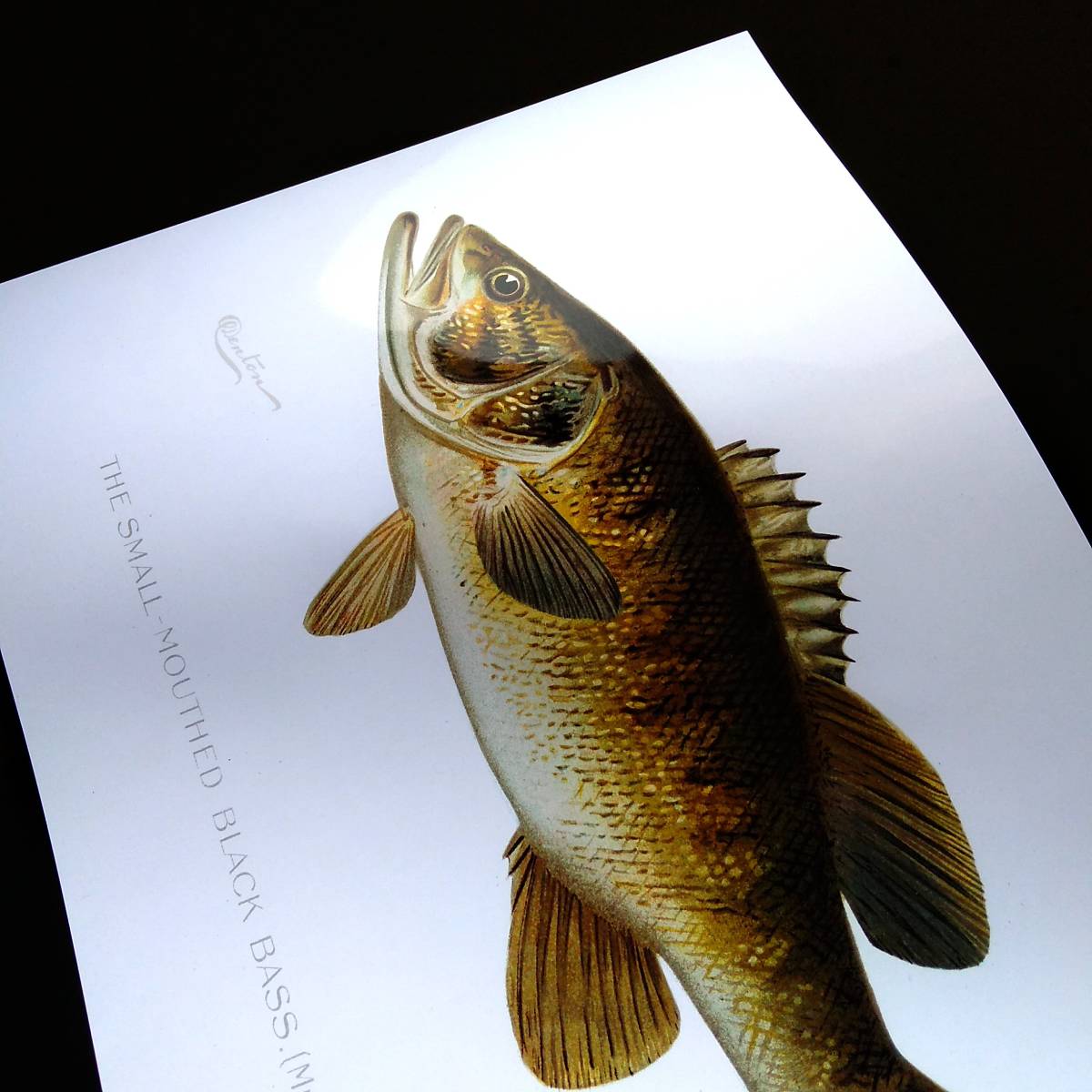 アメリカ コクチバス イラスト 光沢 ポスター A3 カフェ ビンテージ クラシック インテリア 釣り フィッシング ルアー 魚 ブラックバス その他 売買されたオークション情報 Yahooの商品情報をアーカイブ公開 オークファン Aucfan Com