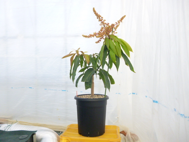 マンゴー苗木 紅龍マンゴー 大株 花芽付き 接木苗 果物 売買されたオークション情報 Yahooの商品情報をアーカイブ公開 オークファン Aucfan Com