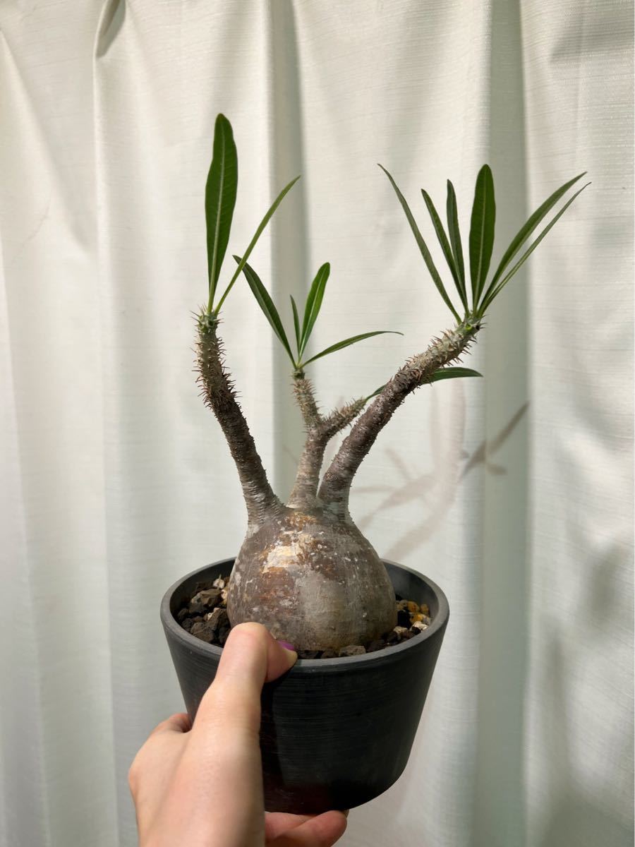 良型 まんまるパキポディウム グラキリス 発根済み