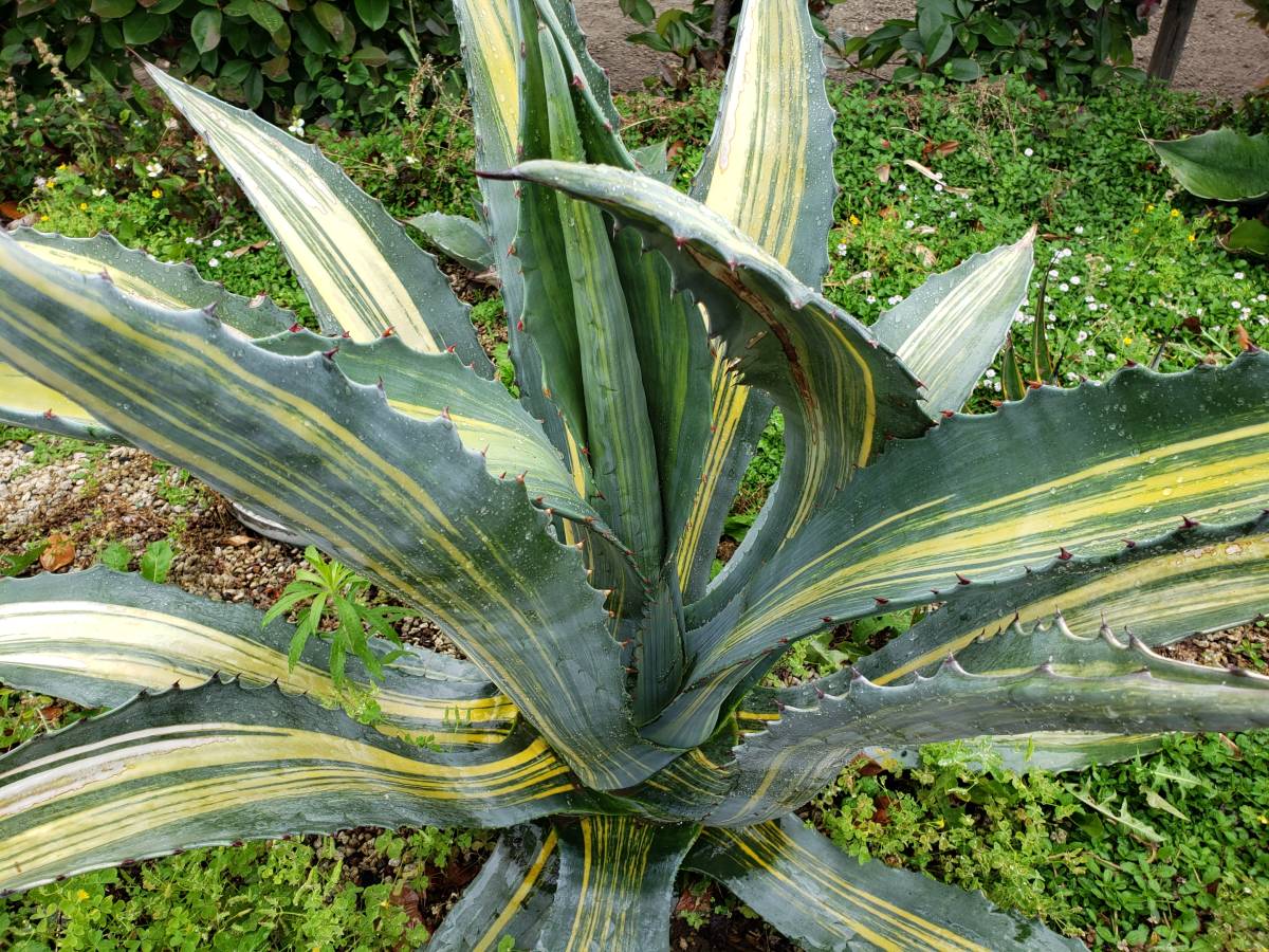ブランドの古着 アガベ☆アメリカーナ黄縞斑☆多肉植物☆ 【公式通販】