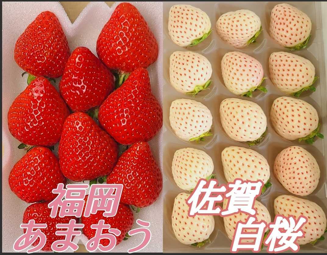 奈良 佐賀 贈答用に最適 凛々 白桜又は天のしずく 奈良産 古都華 の贅沢な紅白苺組み合わせ 白イチゴ 苺 贈答用 イチゴ 売買されたオークション情報 Yahooの商品情報をアーカイブ公開 オークファン Aucfan Com