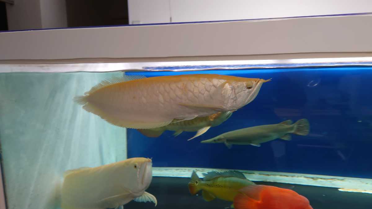 ノーテール アルビノシルバーアロワナ 約60cm アルビノシルバー 