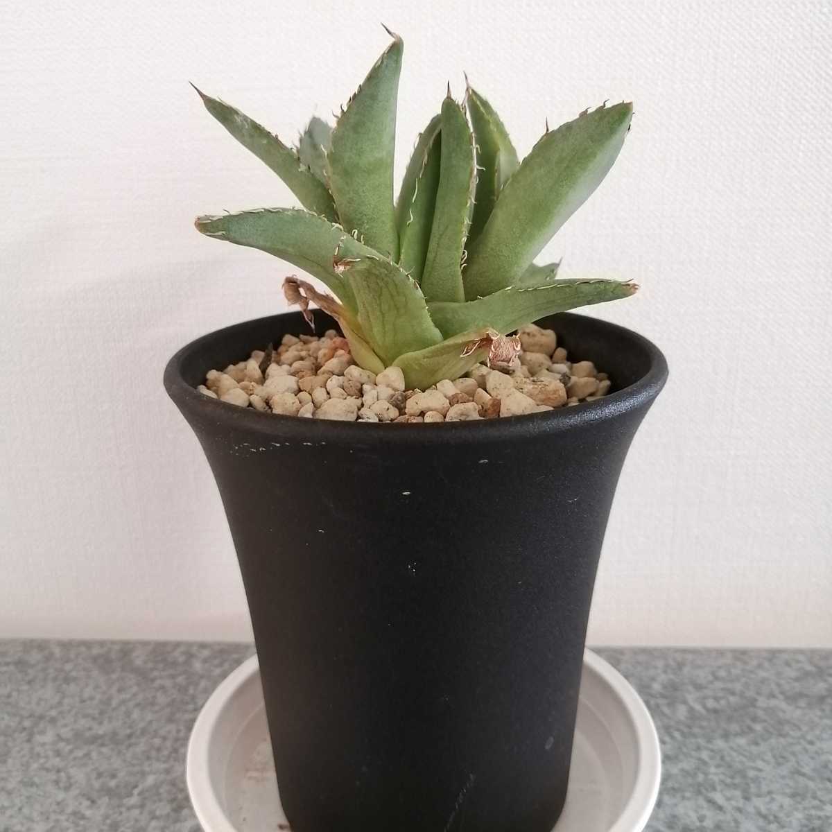 アガベ チタノタ フィリグリー ダブルヘッド 二頭 agave titanota 選抜