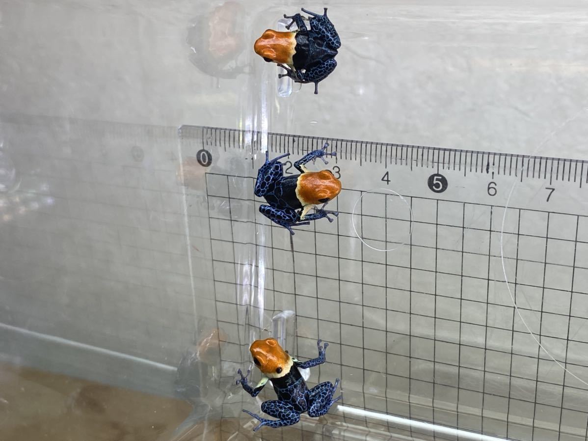 ファンタスティカトゥルーノミナール　3匹セット（死着補償有り)