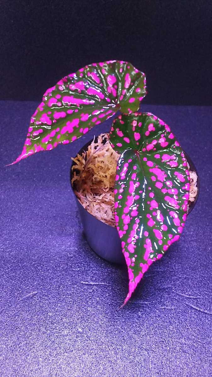 原種 ベゴニア Begonia ネグロセンシス パルダリウム N41xc8foss Nci Education Fr 原種 ベゴニア Begonia ネグロセンシス パルダリウム N41xc8foss Nci Education Fr