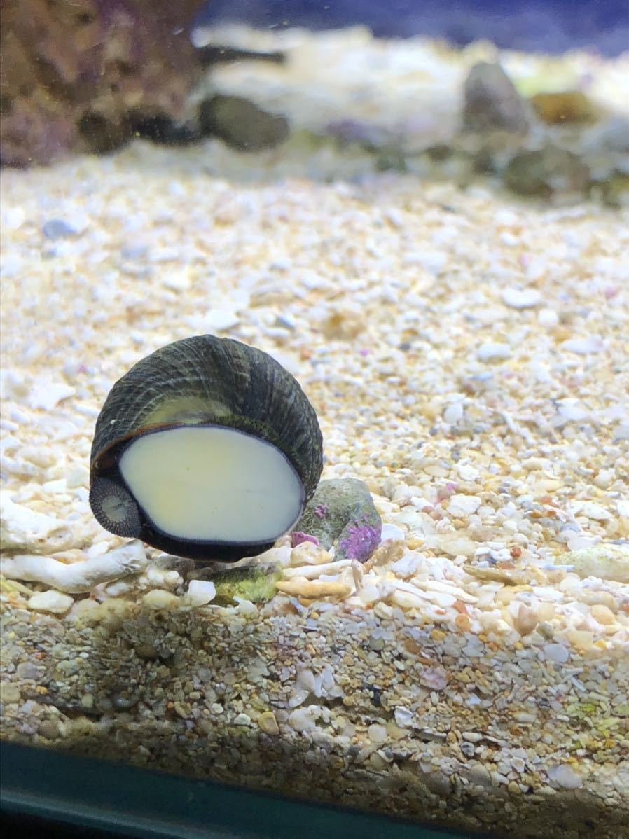 お得なシッタカ貝匹 死着補償2匹 サイズの指定可能 質問や取り引きメッセージからご連絡下さい 海水魚 売買されたオークション情報 Yahooの商品情報をアーカイブ公開 オークファン Aucfan Com