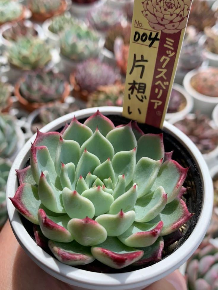 おらいさん　片想い　ミックスベリア　札付き_1