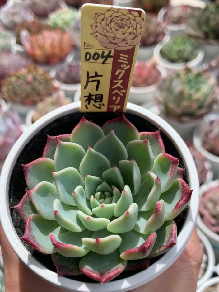 おらいさん　片想い　ミックスベリア　札付き_2