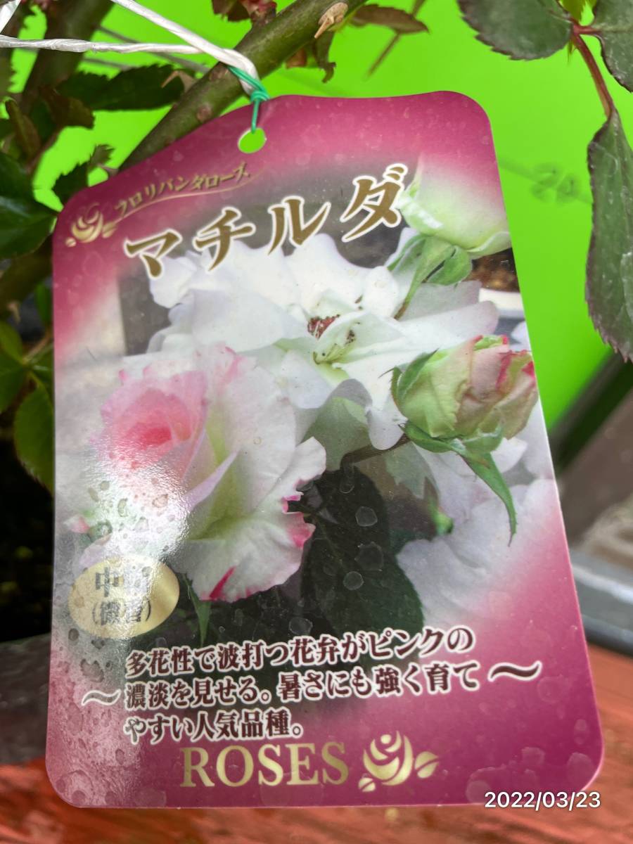 マチルダ 四季咲中輪八重咲 多花性 清楚 可憐な花 接木株 バラ 売買されたオークション情報 Yahooの商品情報をアーカイブ公開 オークファン Aucfan Com