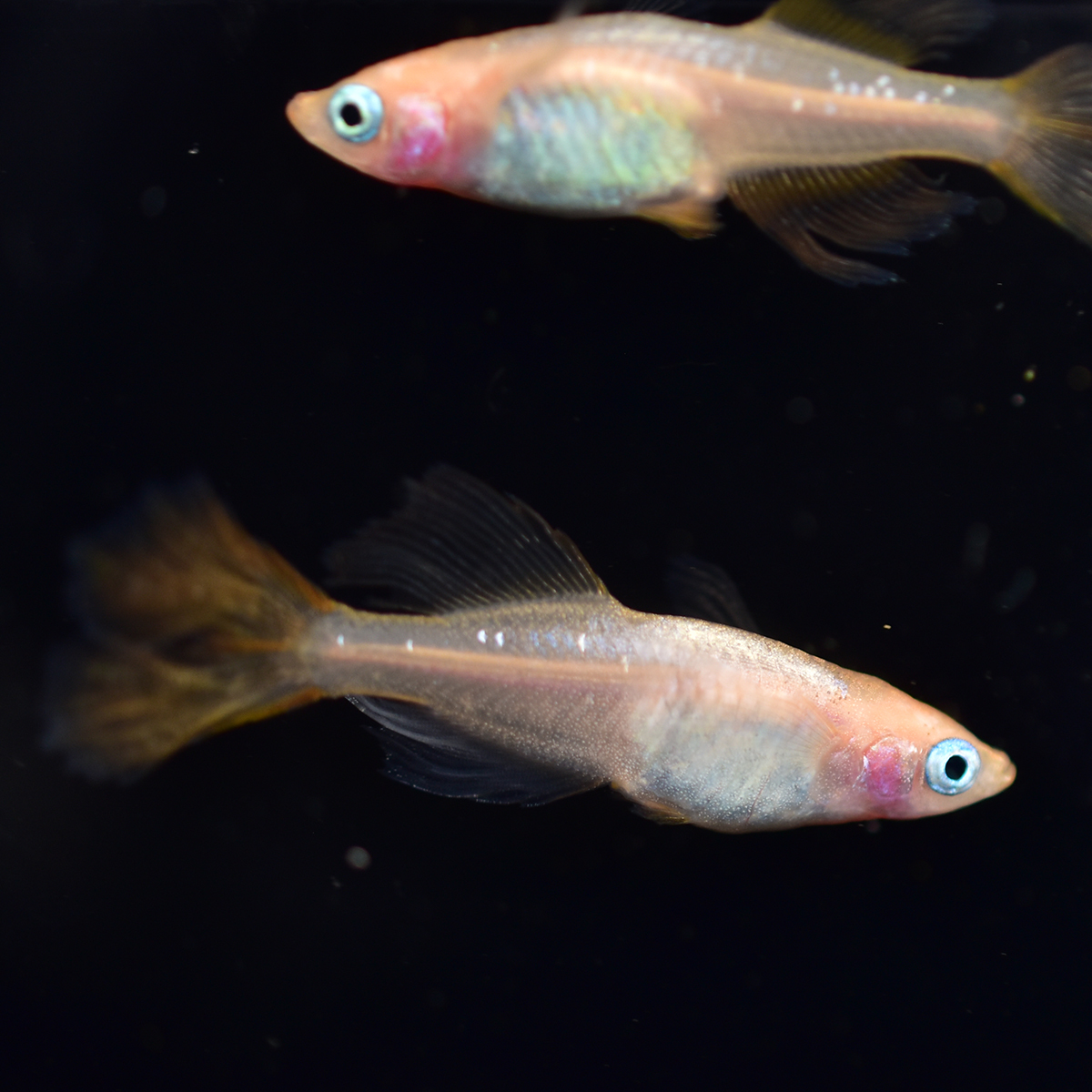 美夜古めだか ピンクバタフライ 1ペア ヒレ長 メダカ Kk006 めだか 売買されたオークション情報 Yahooの商品情報をアーカイブ公開 オークファン Aucfan Com