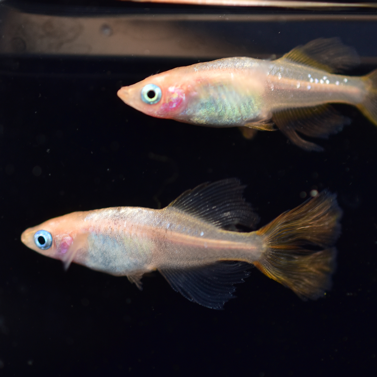 美夜古めだか ピンクバタフライ 1ペア ヒレ長 メダカ Kk006 めだか 売買されたオークション情報 Yahooの商品情報をアーカイブ公開 オークファン Aucfan Com