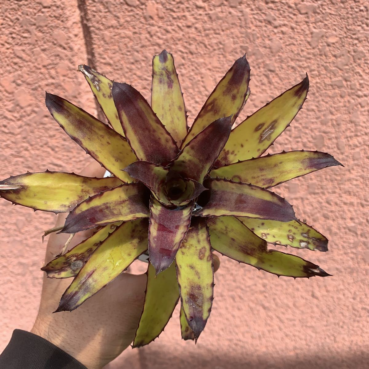 Billbergia Bunniss Factor 子株付き 現品】ビルベルギア・バニス