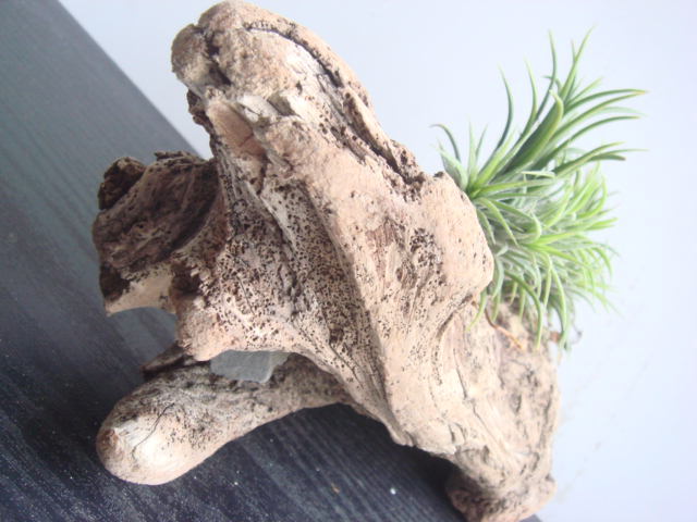 おしゃれインテリア エアープランツ チランジア イオナンタ フエゴ 流木つき ８ ３６３ 観葉植物 売買されたオークション情報 Yahooの商品情報をアーカイブ公開 オークファン Aucfan Com