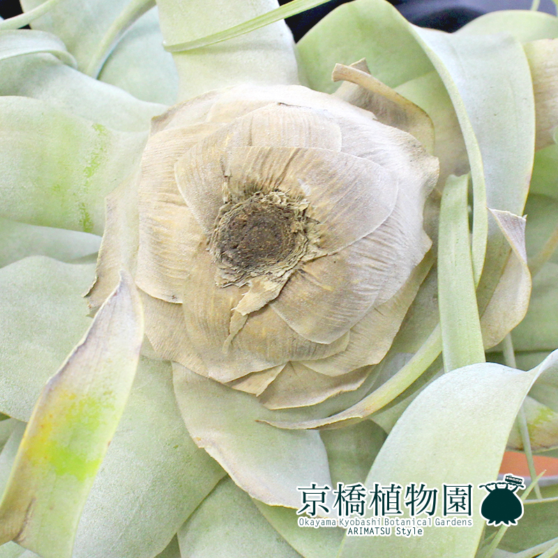 現品】チランジア・キセログラフィカ Mサイズ（9）Tillandsia