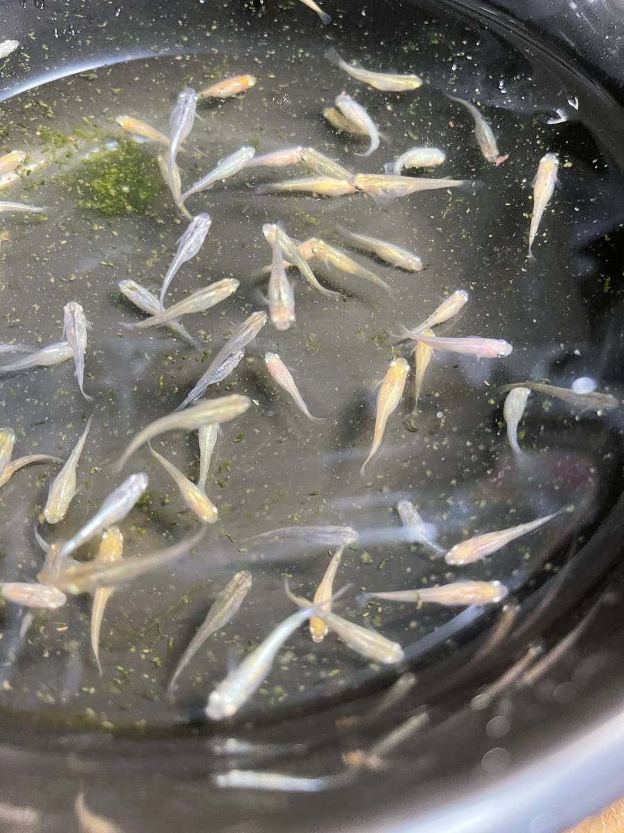かほるこばばあのメダカちゃん Mixメダカ 稚魚 幼魚10匹 2匹死着補償分 メダカ めだか 売買されたオークション情報 Yahooの商品情報をアーカイブ公開 オークファン Aucfan Com