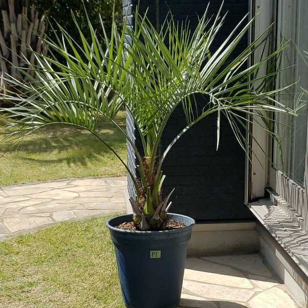 17ココスヤシ《シルバーリーフ》シンボルツリー庭木鉢植え
